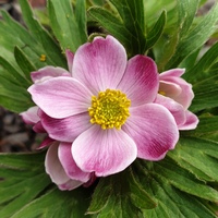 Anemonastrum narcissiflorum